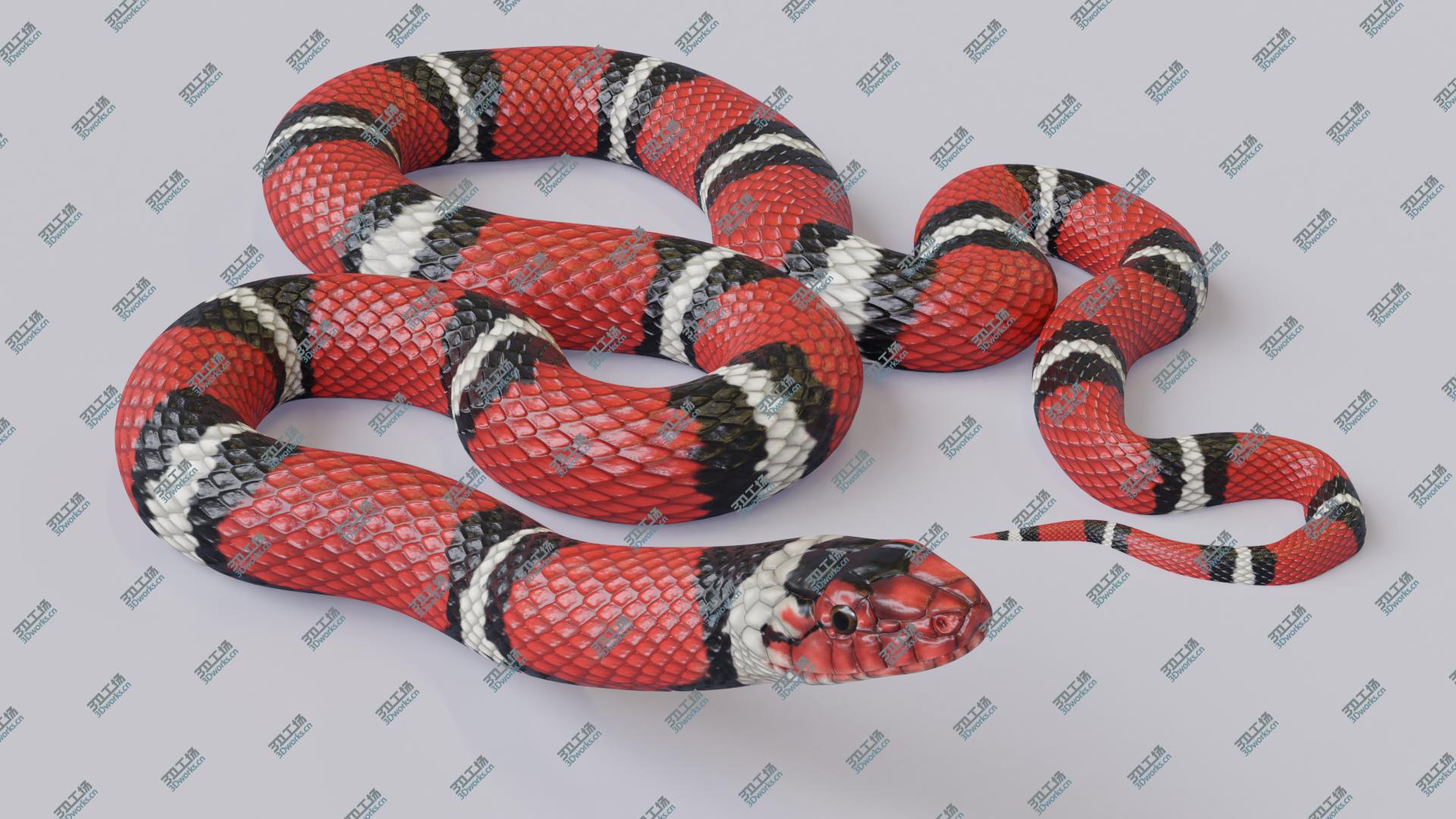 images/goods_img/20210319/3D Animated Scarlet Kingsnake model/2.jpg